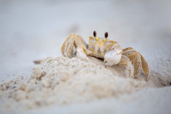 Ghost Crab Watching You