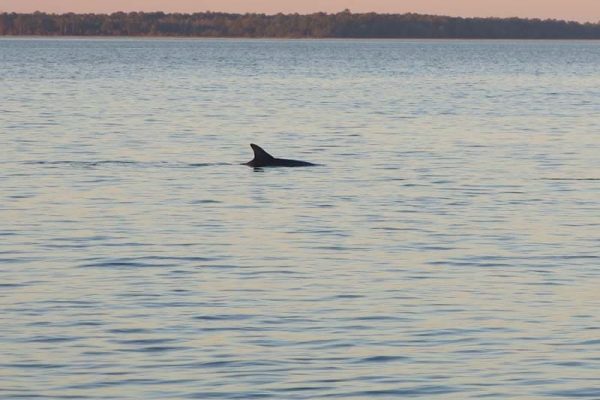 Dolphin swimming off Hilton Head, South Carolina, at Sunset