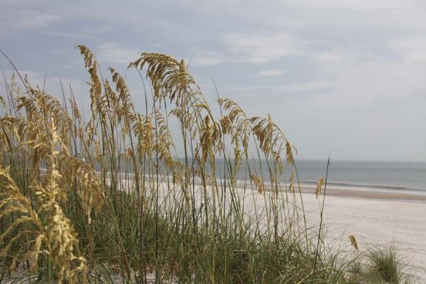 close view of sea oats on Florida beach of Atlantic coast