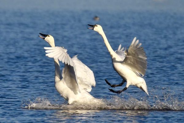 swan